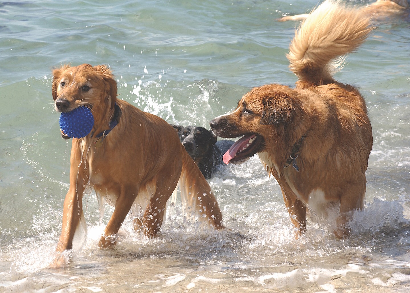 Ein Paradies für Hunde